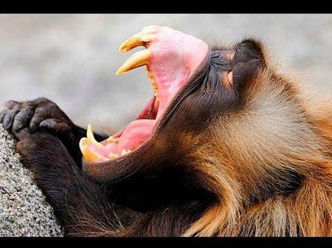 Terrifying Animal Mouths That Are Upsetting To Even Look At