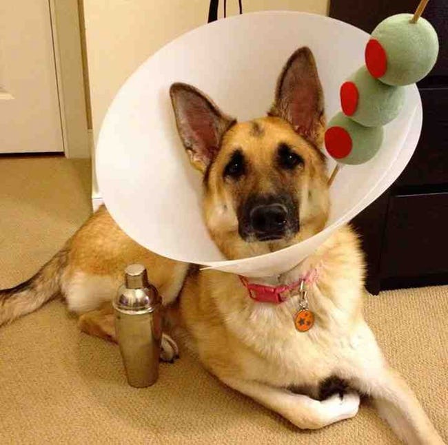 Pets Making the Most of Their Cones of Shame