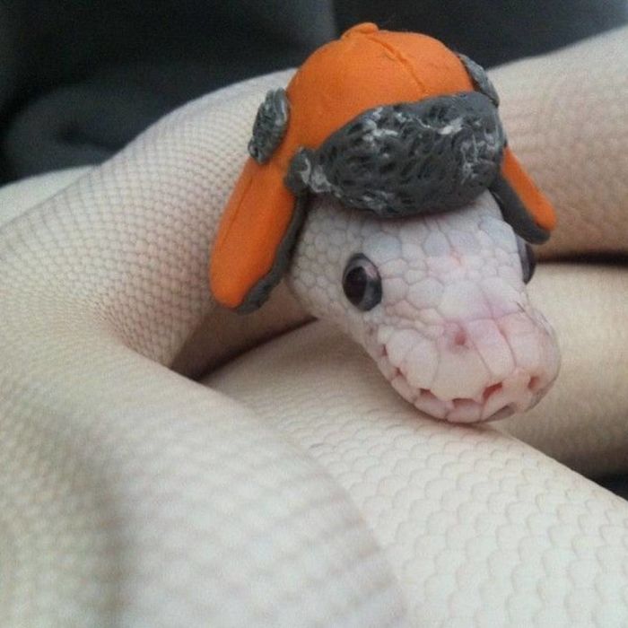 These photos will help you get over your fears of snakes
