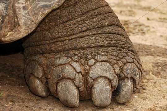 Animal Feet You Have To See To Believe