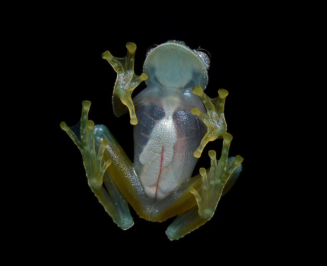 Real Transparent Animals That Will Leave You Amazed