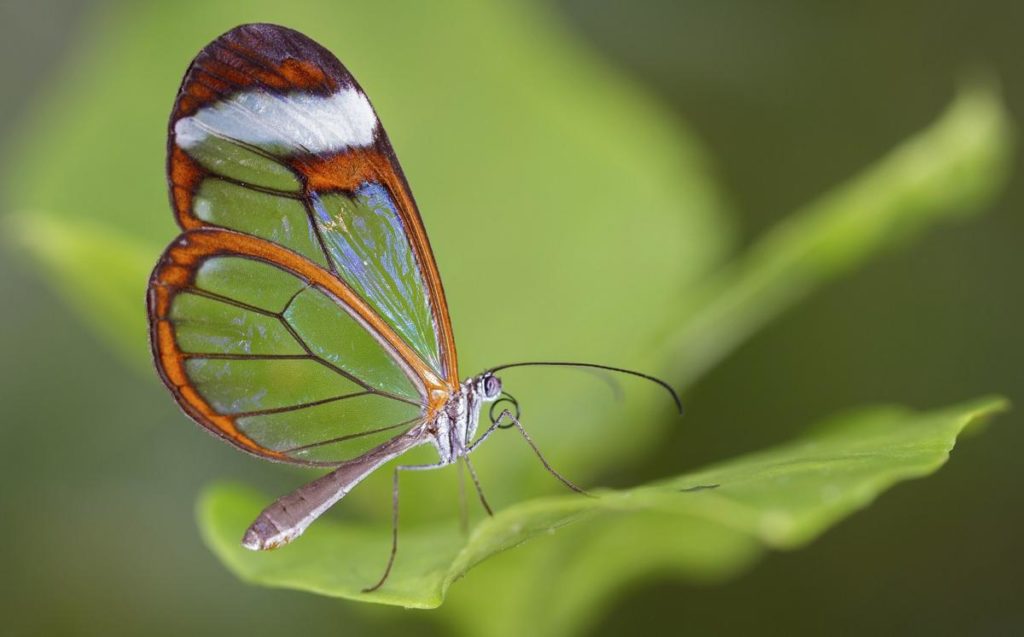 World's most beautiful Butterflies