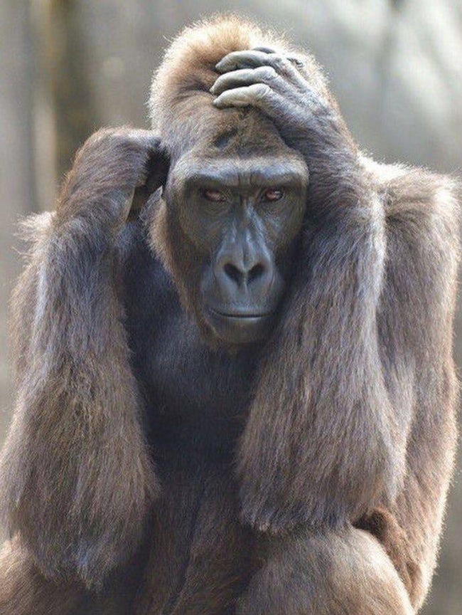 Beautiful Animals who got fame on internet for their sexiness