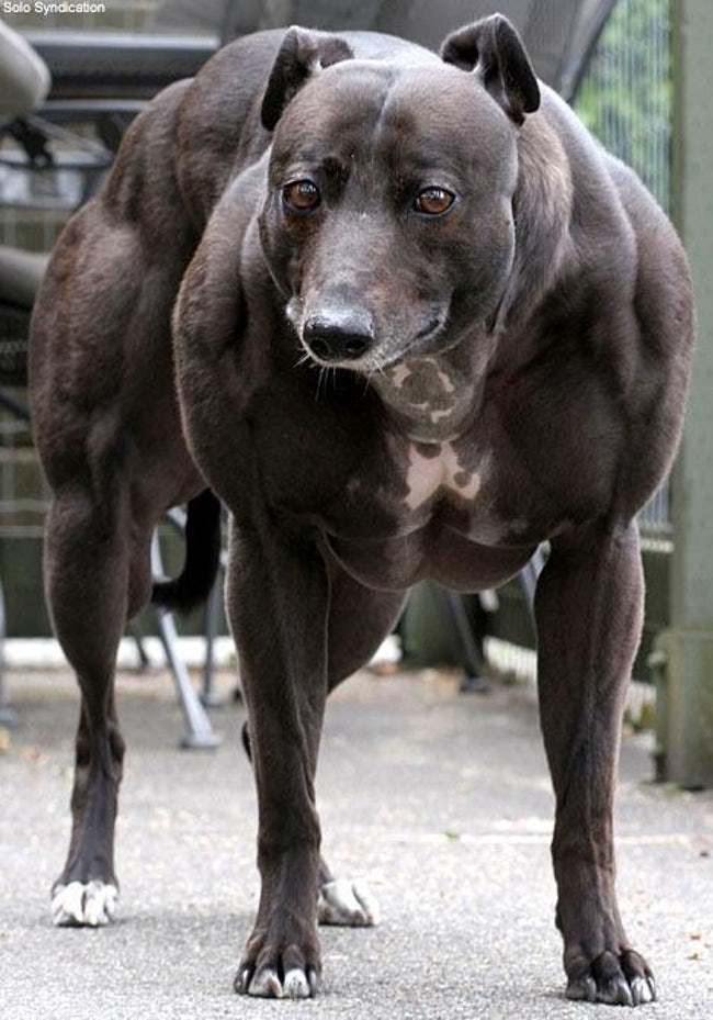 Muscular Animals Of All Times