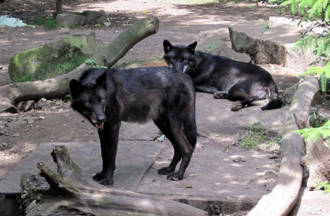 Photos Of Melanistic (All Black) Animals That Will Make You Awww