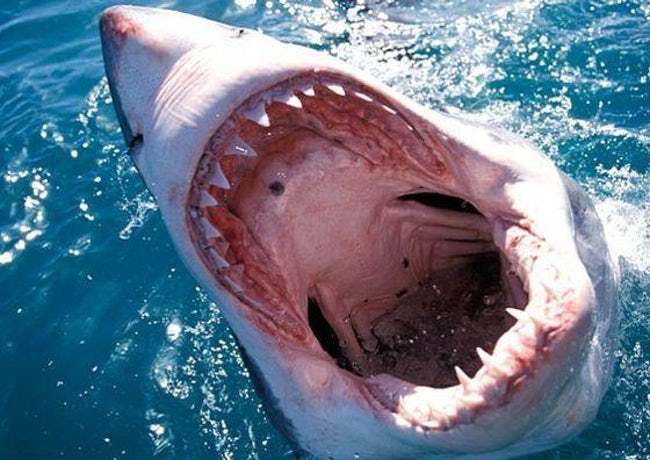 Terrifying Animal Mouths That Are Upsetting To Even Look At