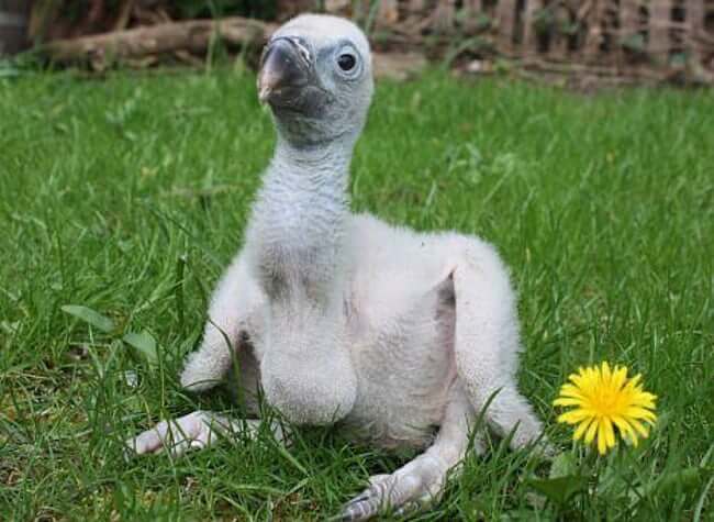Animals that are ugly but are still ironically adorable