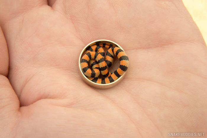 These photos will help you get over your fears of snakes