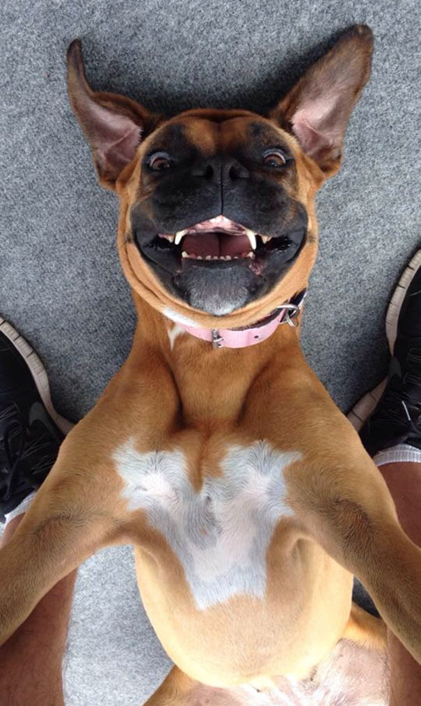 Animals Taking Selfies That Will Make You Smile for rest of the day