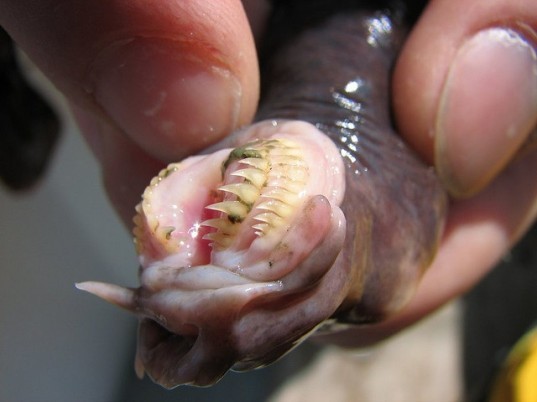 Terrifying Animal Mouths That Are Upsetting To Even Look At