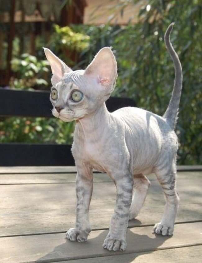 Animals that are ugly but are still ironically adorable