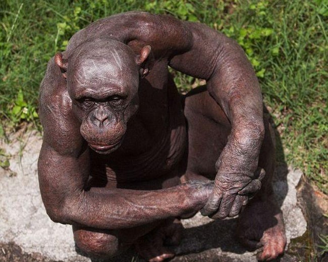 Animals With Eerily Human Physical Characteristics