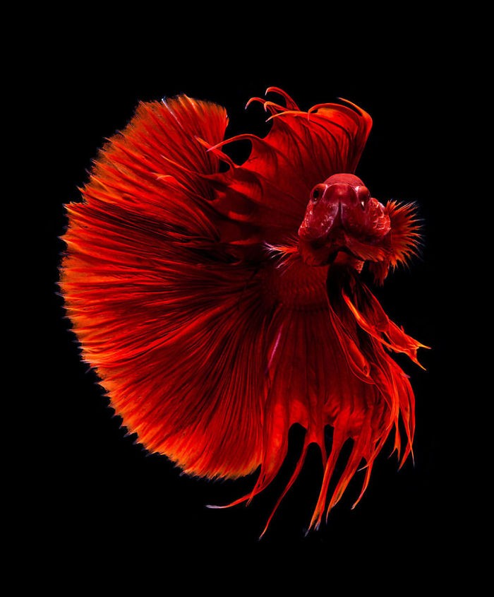 Thai photographer captures pictures of Aquarium Fishes and they are stunningly amazing