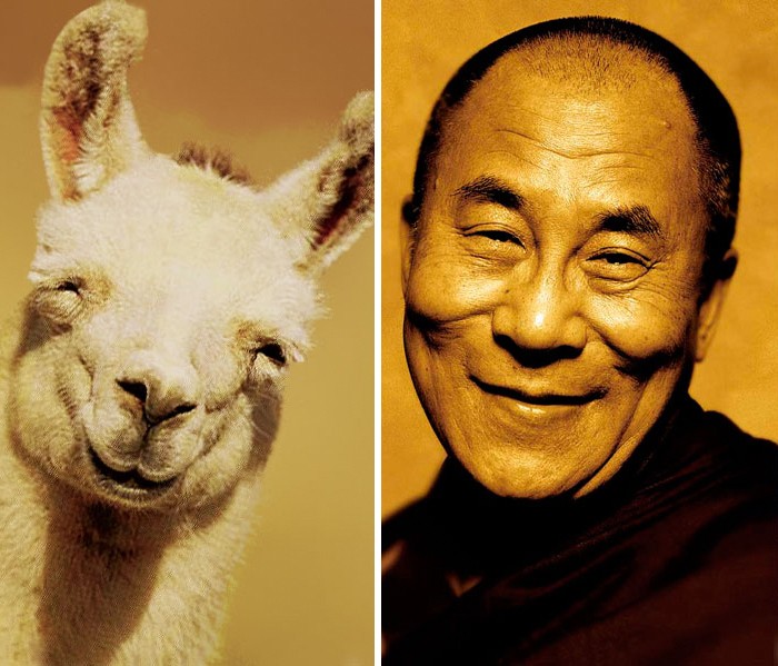 Animals who look freakily like famous celebrities
