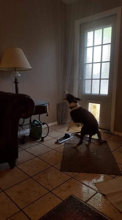 dragged the water sprinkler through Doggy Door