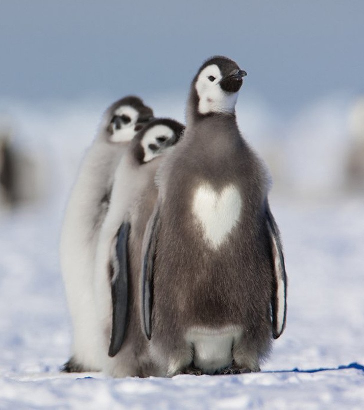 Nature made these animals one of a kind