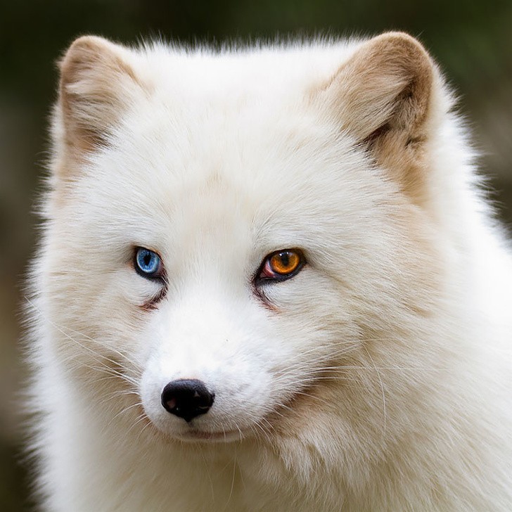 Nature made these animals one of a kind