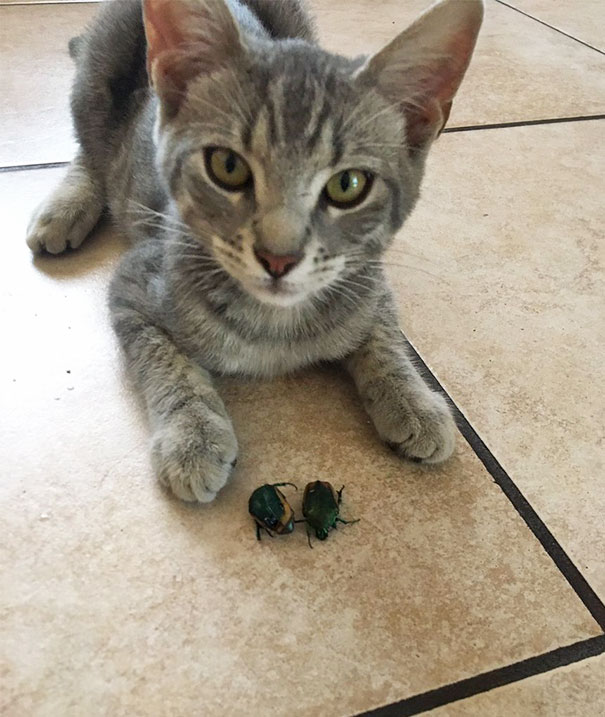 Cute pets that brought presents for their owners