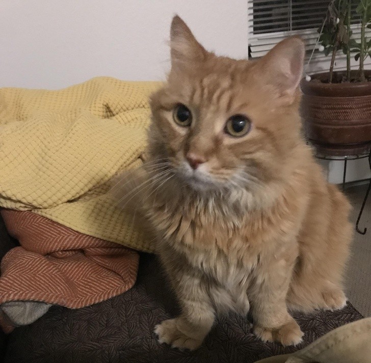 These Injured Animals Found Loving Homes