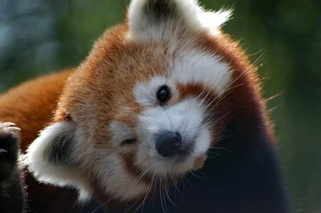 Animals who are winking for a reason
