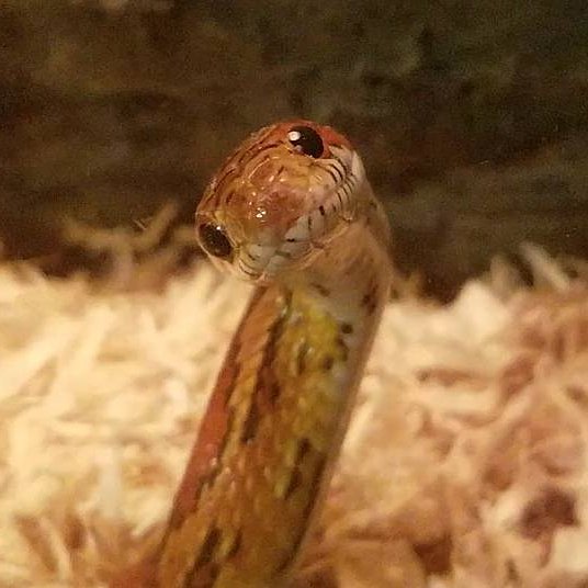 These photos will help you get over your fears of snakes