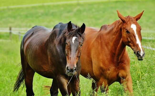 Animals with Bizarre Anatomical features