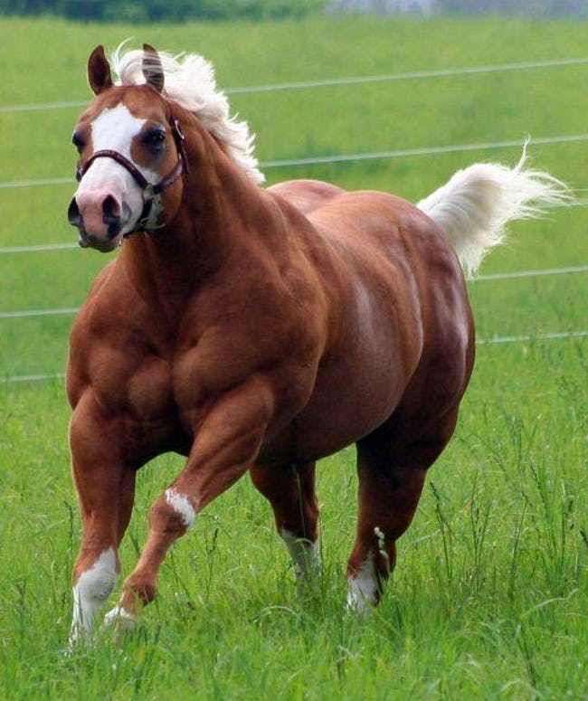 Muscular Animals Of All Times