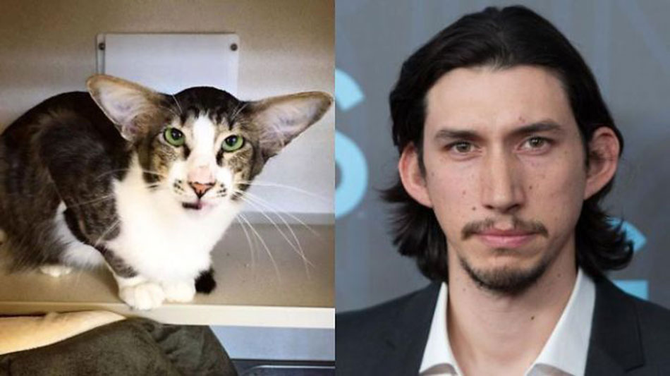 Animals who look freakily like famous celebrities