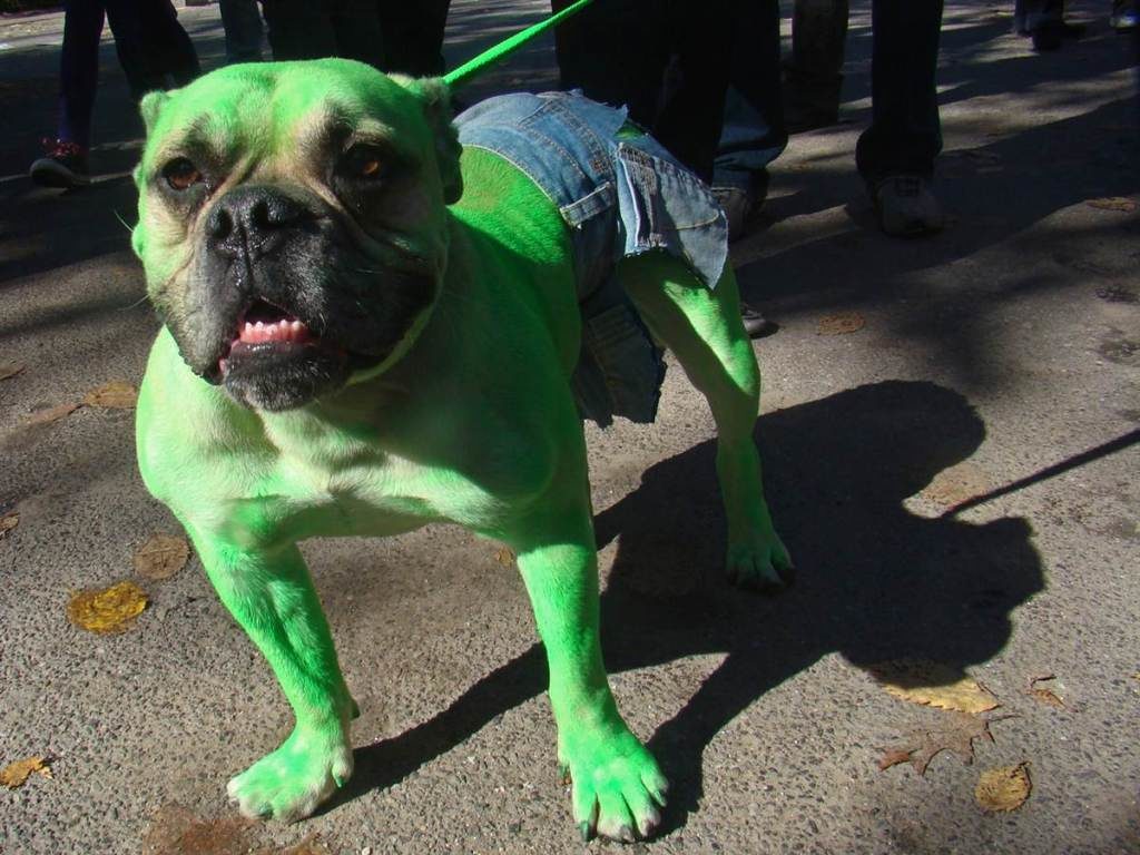 Best Pets Dressed as Superheroes