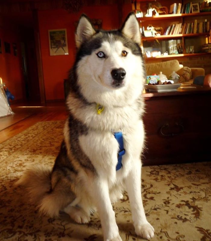 Huskies Often Have Heterochromia