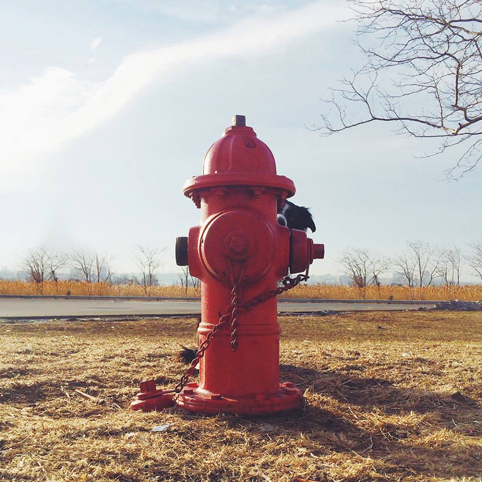 Hydrant Hiding