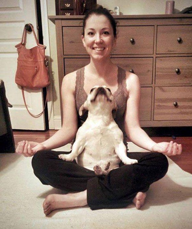 Zen Animals Doing Yoga