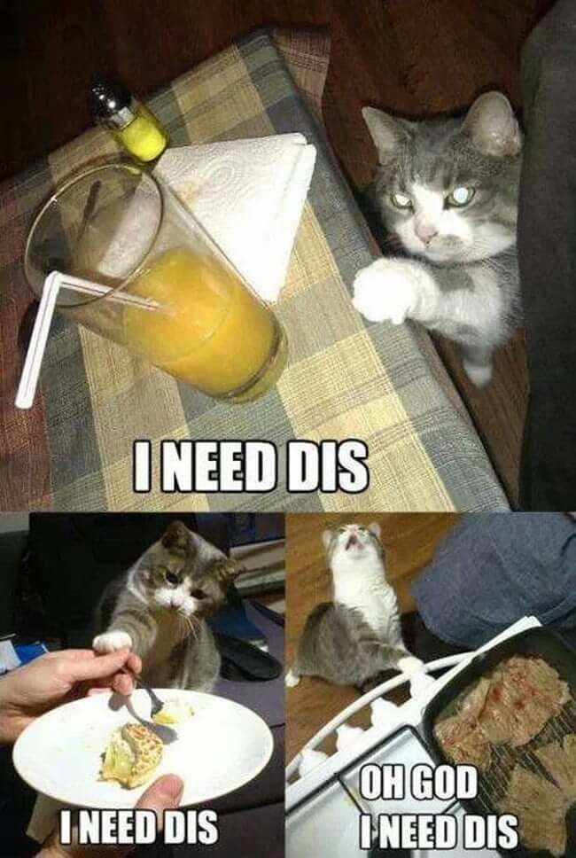 Cats That Would Like Some Attention