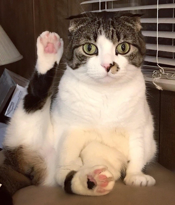 Animal Photos That Were Timed Perfectly