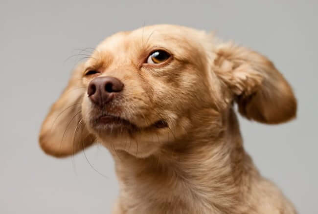 Animals who are winking for a reason
