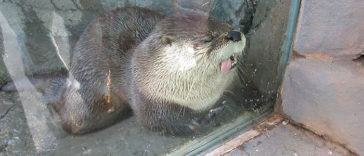 Silly Looking Animals Licking Glass