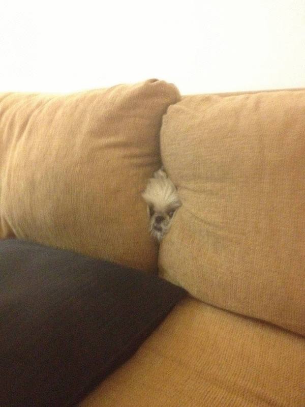 hidding dog