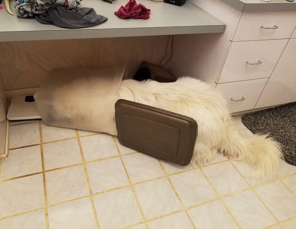 Dog Broke Into Food Bin