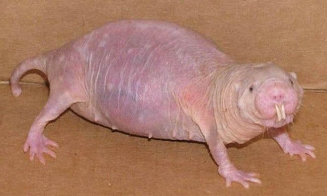 These animals look way more terrifying when they are hairless