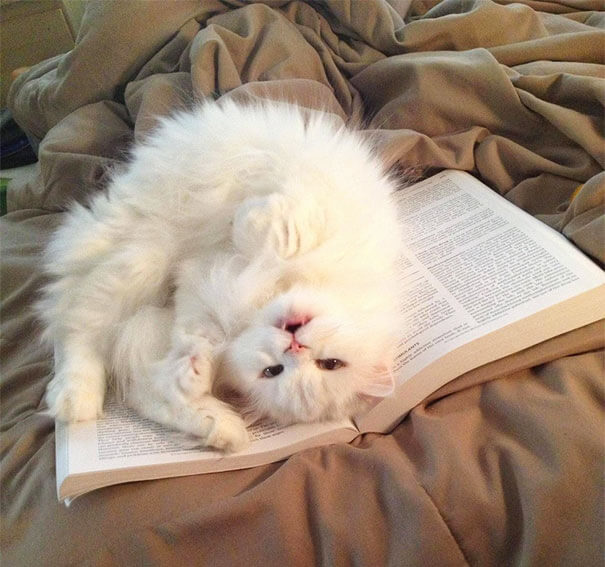 Cats That Would Like Some Attention