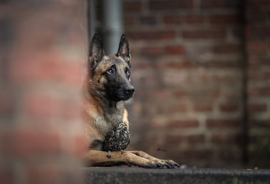 Photographer Captures Tender Moments Between Dog named Ingo and