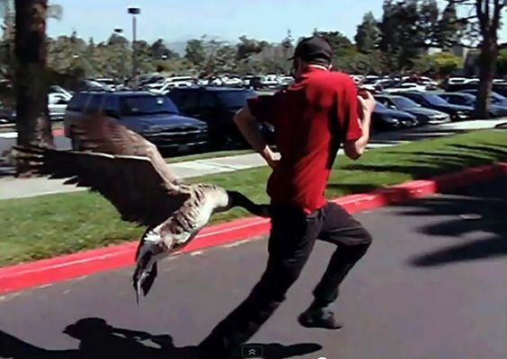 Pictures of Funniest animal attacks on humans