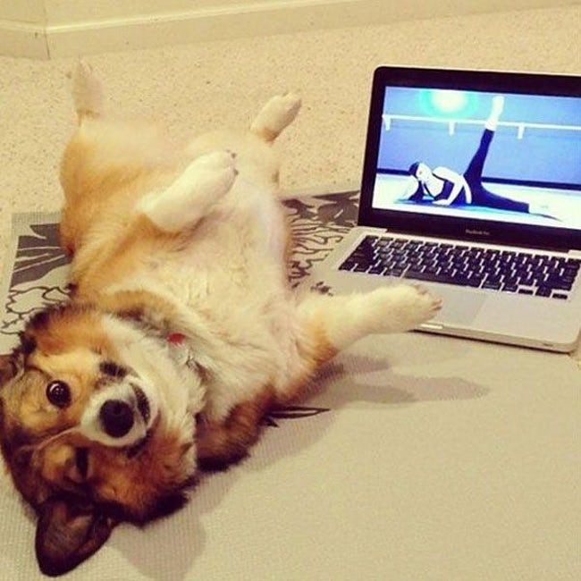 Zen Animals Doing Yoga