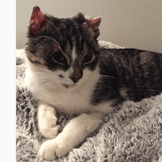 These Injured Animals Found Loving Homes