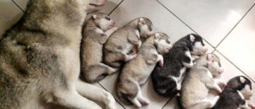 Animal Family Photos That Are Way Cuter Than Yours