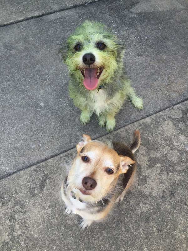 dogs helped owner mow