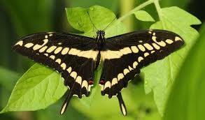 World's most beautiful Butterflies