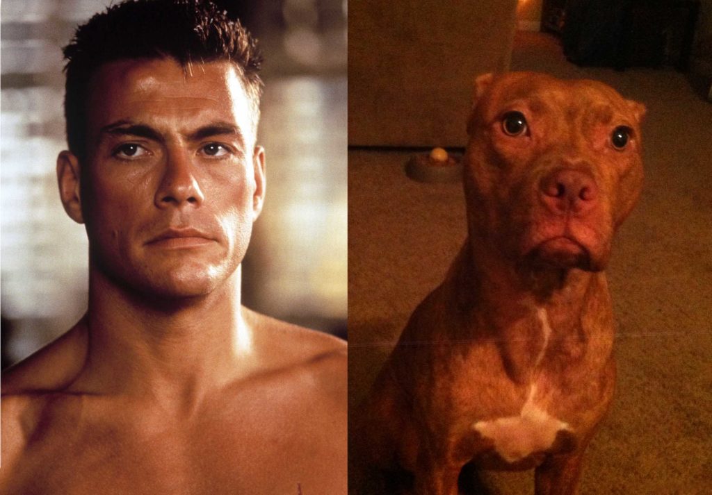 Animals who look freakily like famous celebrities