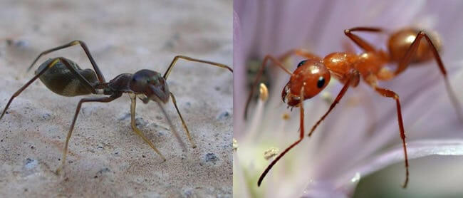 Animal Imposters who fake it to make it