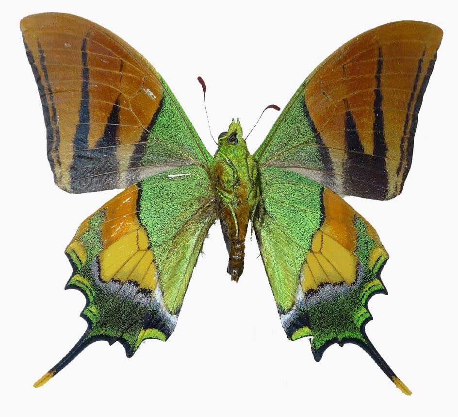 World's most beautiful Butterflies